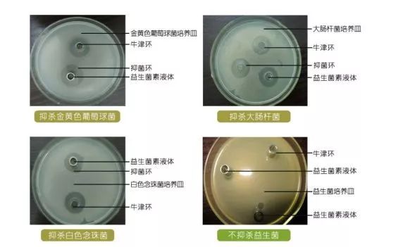 89)茵维她益生菌素产品临床试验