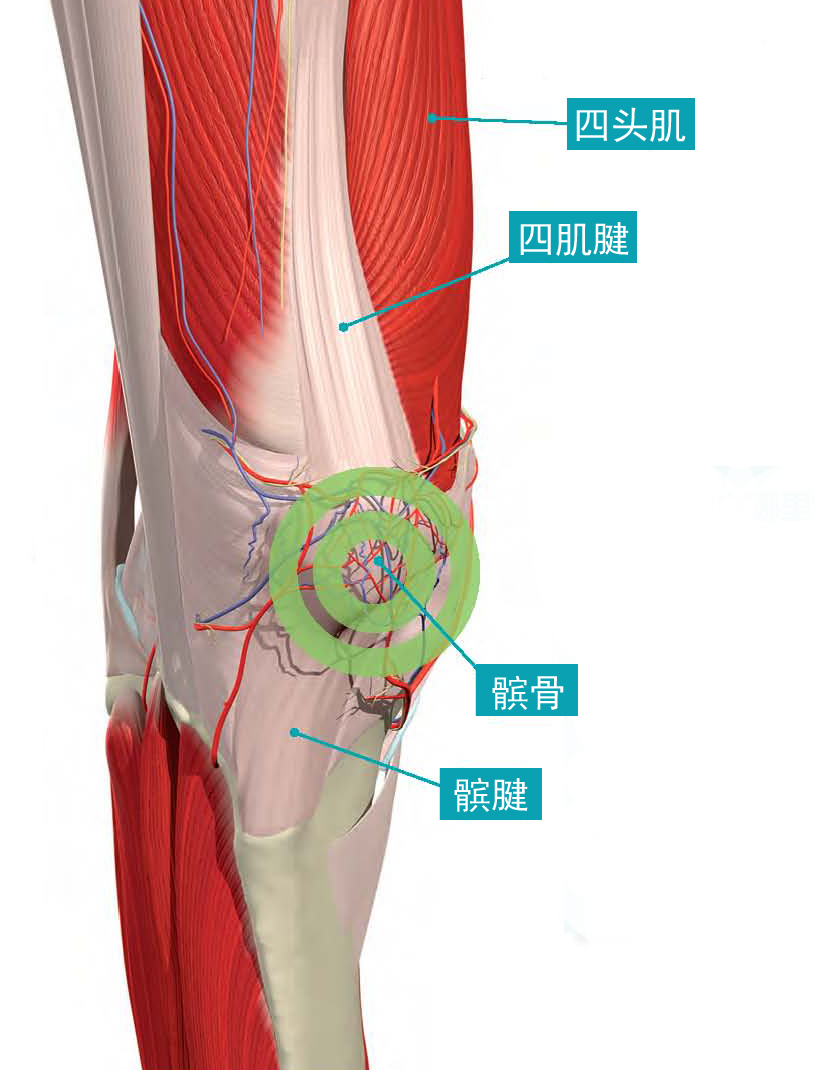 3在膝盖外侧骨头少许突出地方的疼痛表明是髂胫束撞击综合征