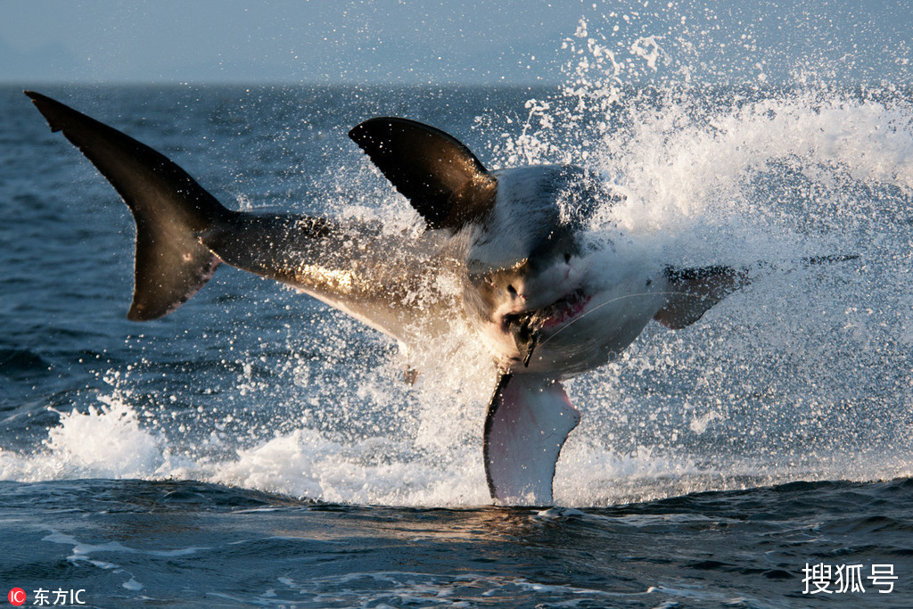 南非大白鲨觅食太兴奋 在海面翩翩起舞