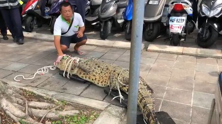 臺警方接獲民眾報案,趕往現場處理,正釐清男子身份及攜帶鱷魚抗議原因