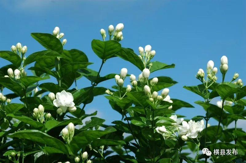 约吗?九月初 中华茉莉园 花海景区 开放