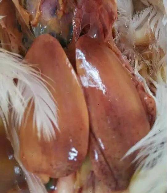 解剖鸡经常发现肝脏肿大发黄出血破裂这些情况什么原因