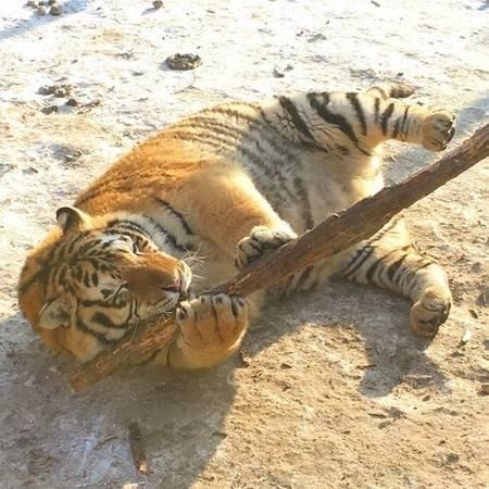 猫科动物如何卖萌?胖虎翻滚,雪豹咬尾,它直接钻人怀抱