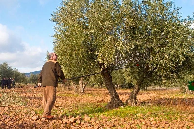 万亩油橄榄庄园,橄榄天下打造完整产业链