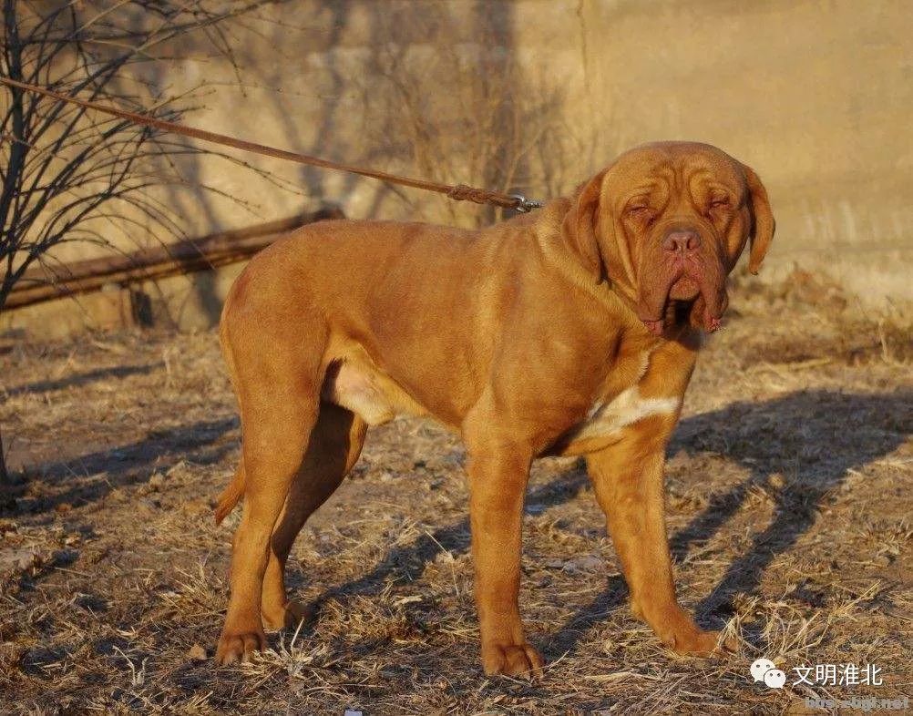 意大利扭玻利顿犬西藏獒犬俄罗斯高加索犬中亚牧羊犬日本土佐犬巴西