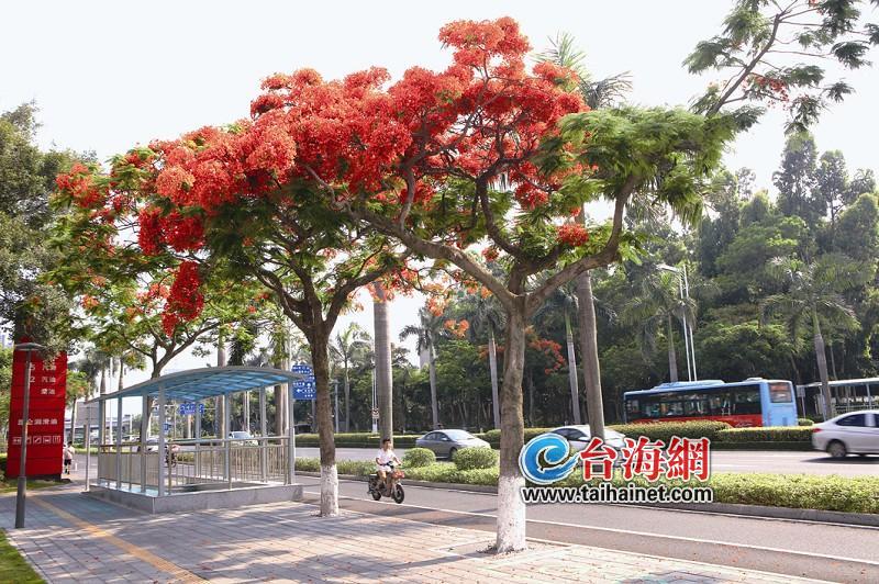 经过pk才上岗 厦门市树市花市鸟是这么评选出来的