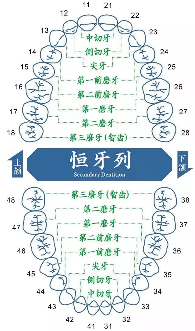 28颗牙齿结构图解剖图图片