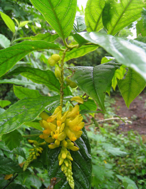 白花倒水莲图片及功效图片