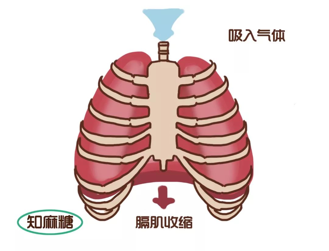 让肺扩张时有更多的空间,横膈肌变得扁平并收缩肋骨中间的肋间肌,肌肉