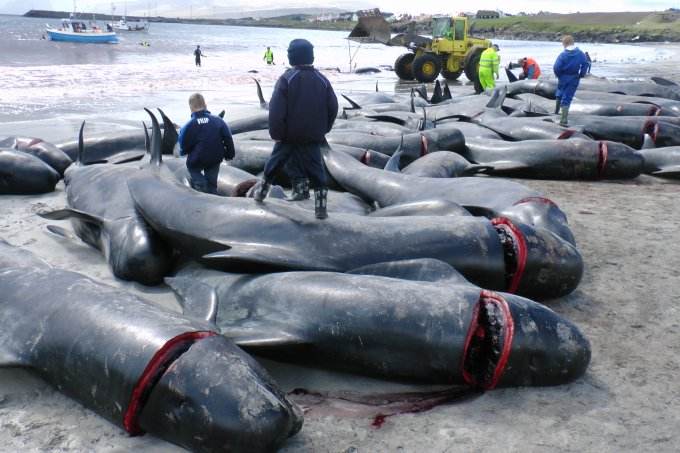 为什么日本宁愿缴纳80亿,还坚持捕杀保护动物鲸鱼!