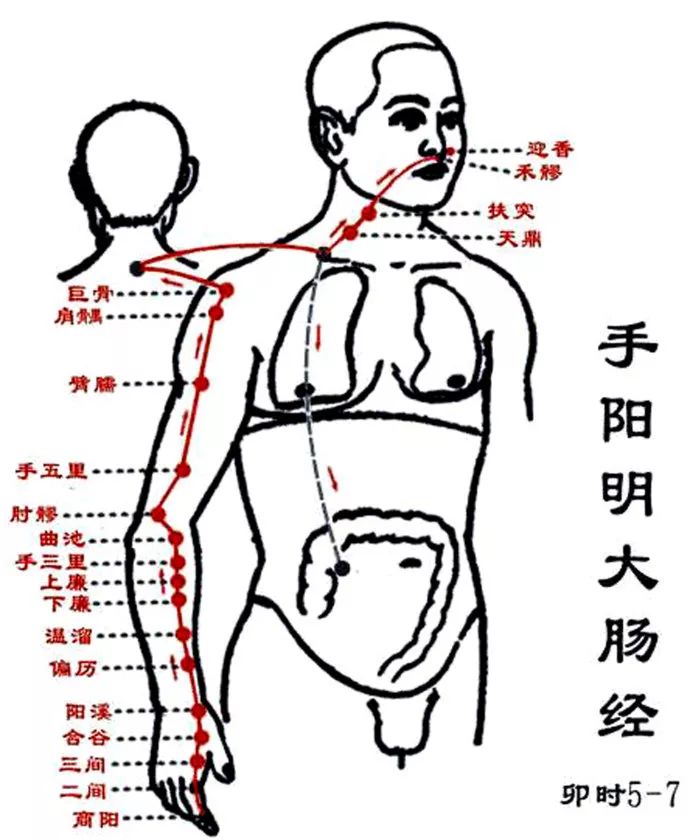 大肠经02肺经主管人体的营气和呼吸系统,可改善咽喉不适,气短,并且