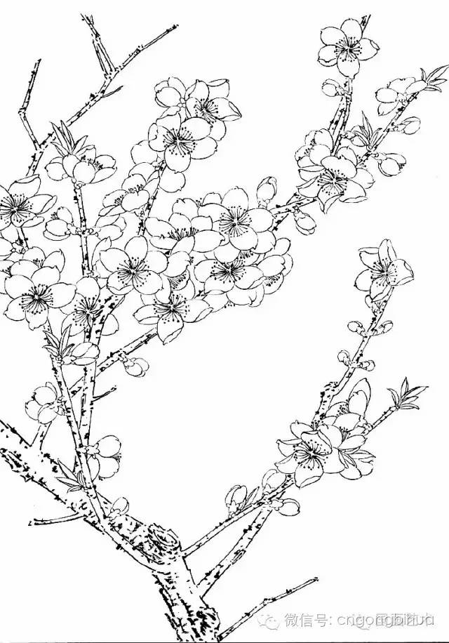 工筆桃花畫法與線描畫譜