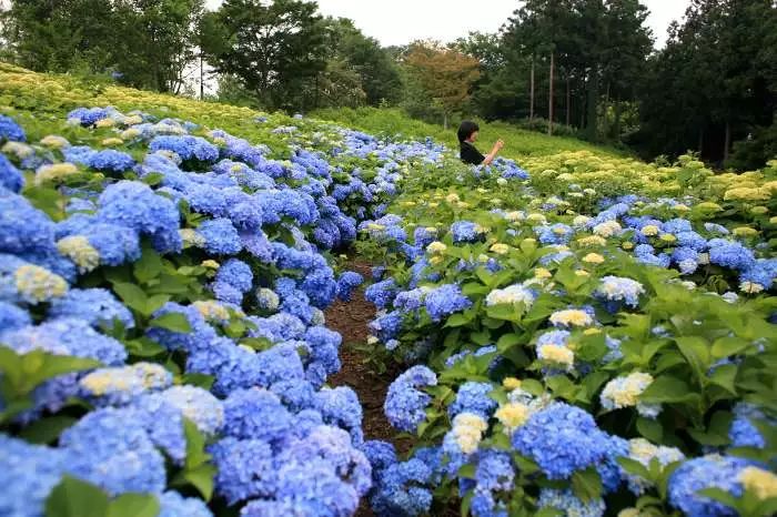 bluegarden如何打造蓝色主题花境和花园