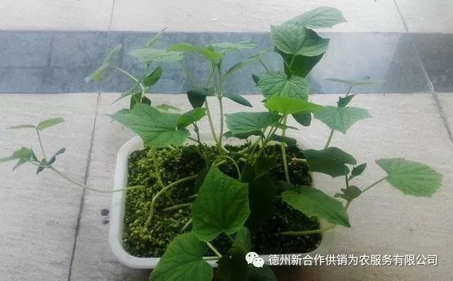 黄瓜阳台种植的全过程图片