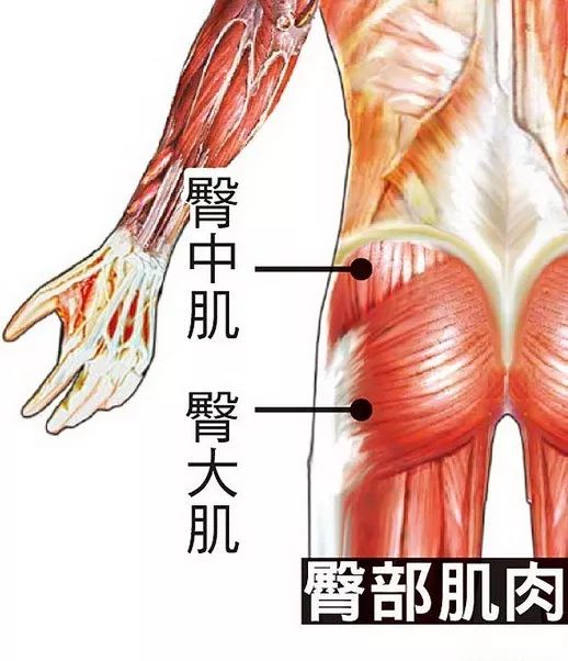 臀大肌定位法图片
