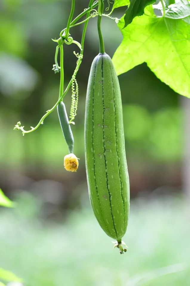 絲瓜又稱勝瓜,菜瓜,為夏季蔬菜.