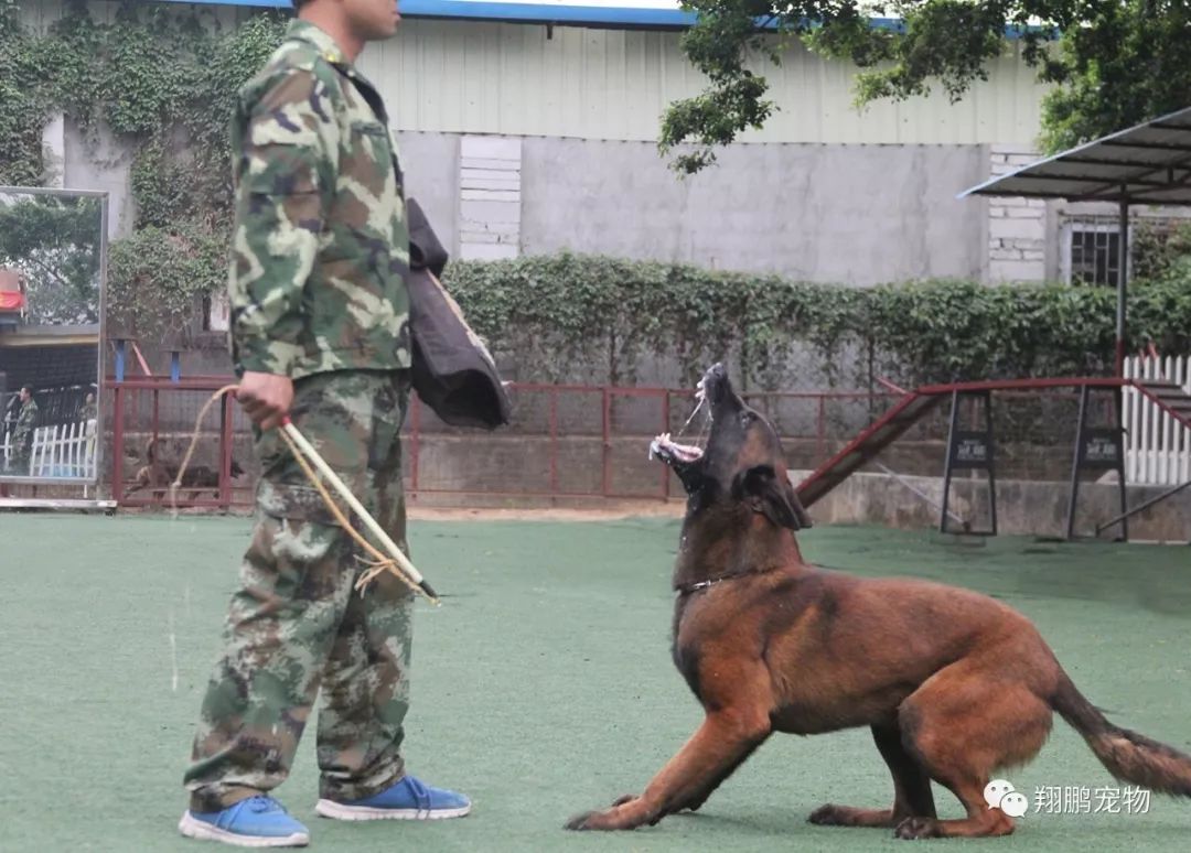 為什麼馬犬能動搖德牧在警犬界的位置,世界各國警察優先選用馬犬作為