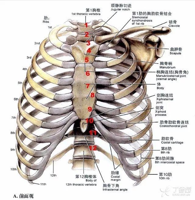 胸腔骨骼图剑突图片