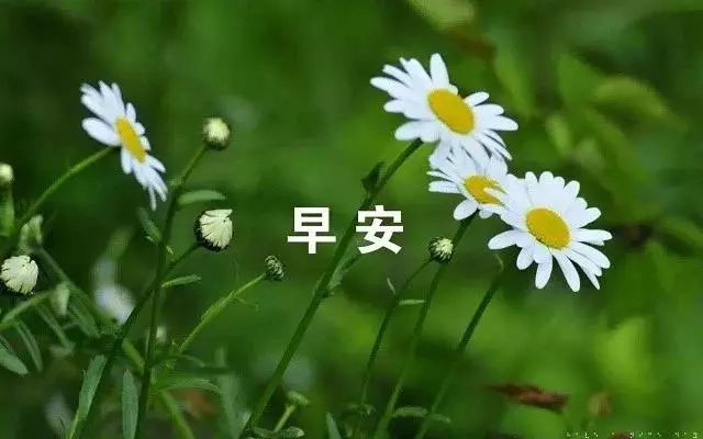 最新早安問候圖片鮮花帶字新的一天早安語精美語句說說心情