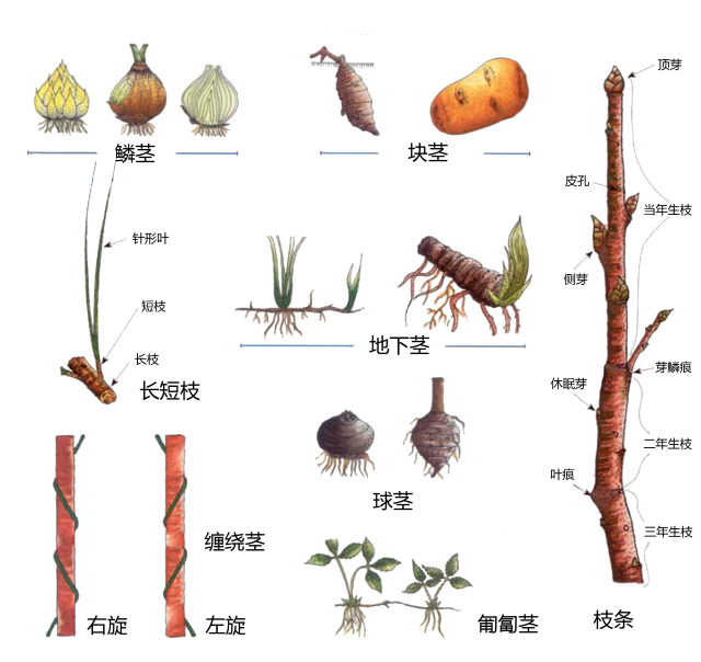 史上超全的植物形态术语系列图片果断收藏