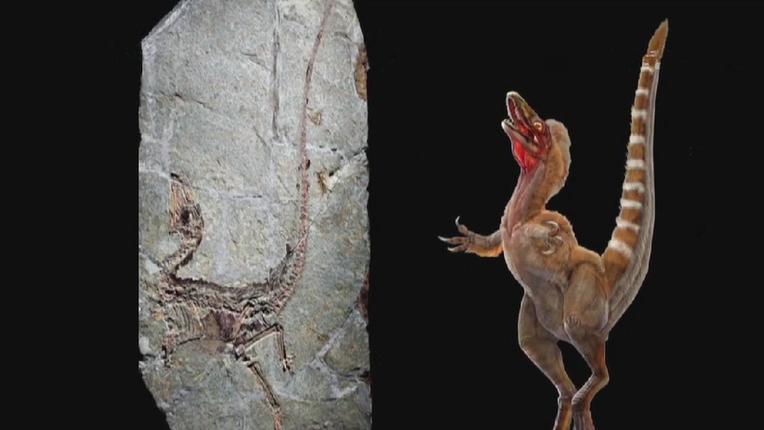 中华龙鸟化石(左)及复原图(右)