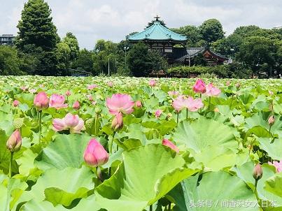 上野公园不忍池的荷花盛开 这么美的荷花免费欣赏