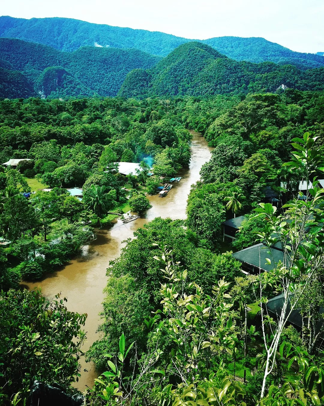 马来群岛热带雨林图片