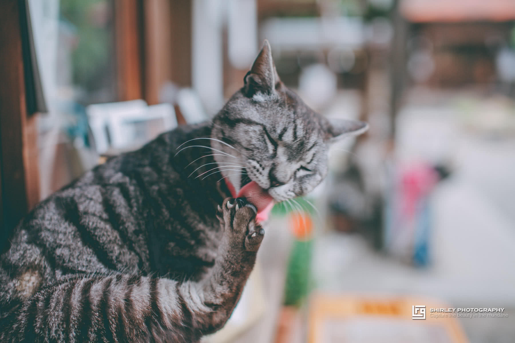 深度游 继猫站长猫掌柜之后 京都这个神社也被猫咪 霸占 了