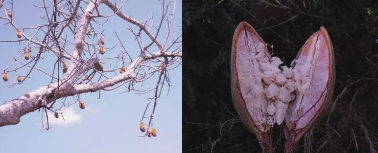 金合欢,猴面包树,硕莲非洲惊奇植物见识一下!