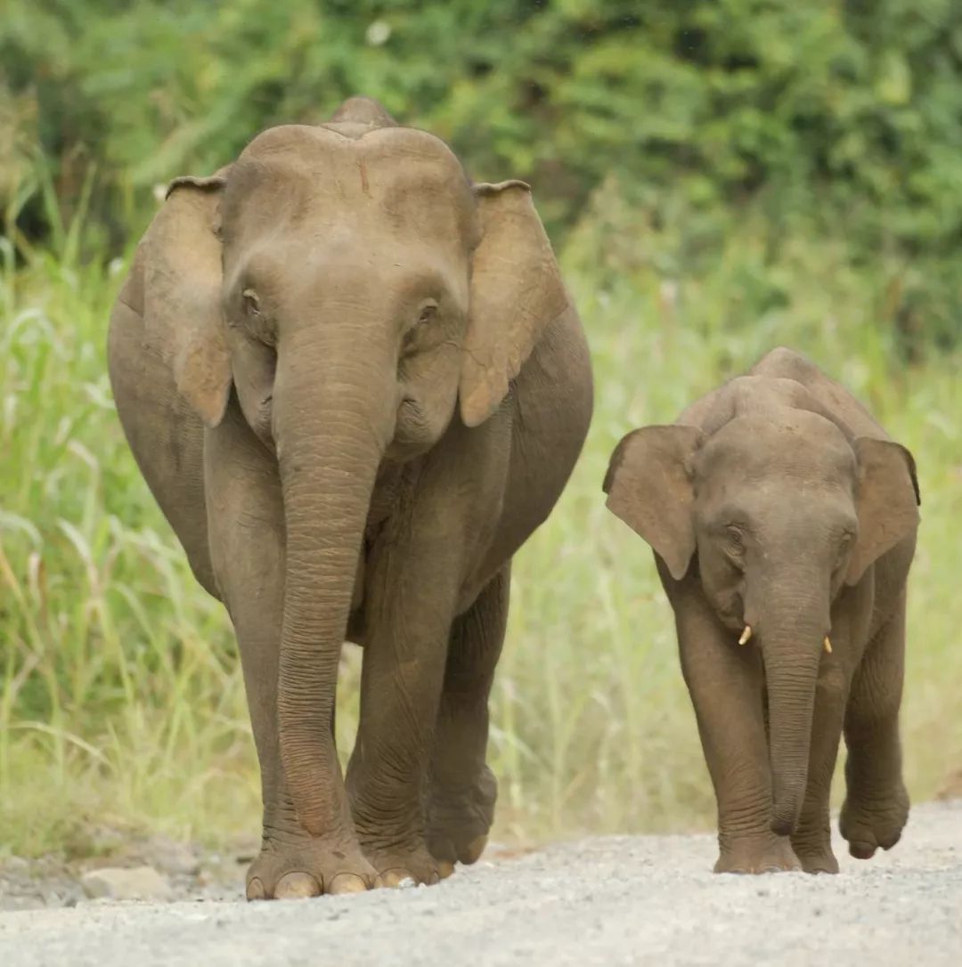 庞然大物终极揭密 亚洲象即将来青 动物世界邀您见证!