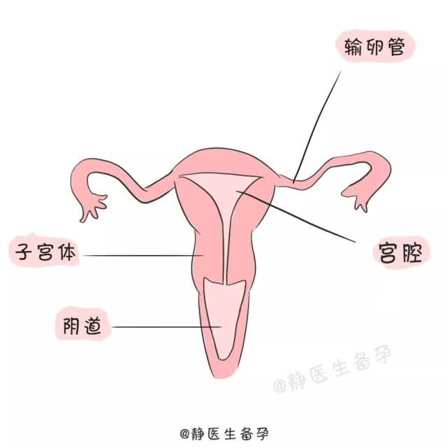子宫是什么样子人体图片