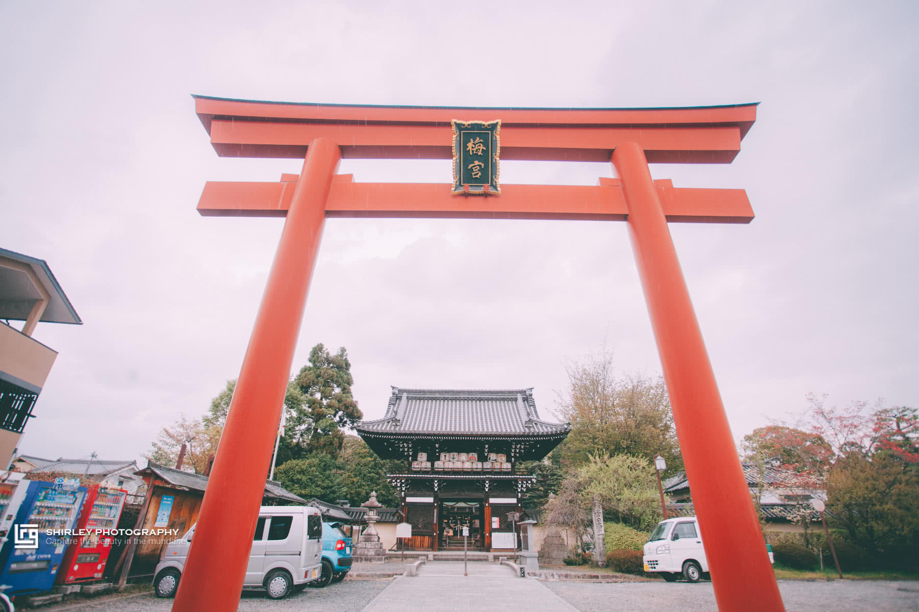 深度游 继猫站长猫掌柜之后 京都这个神社也被猫咪 霸占 了