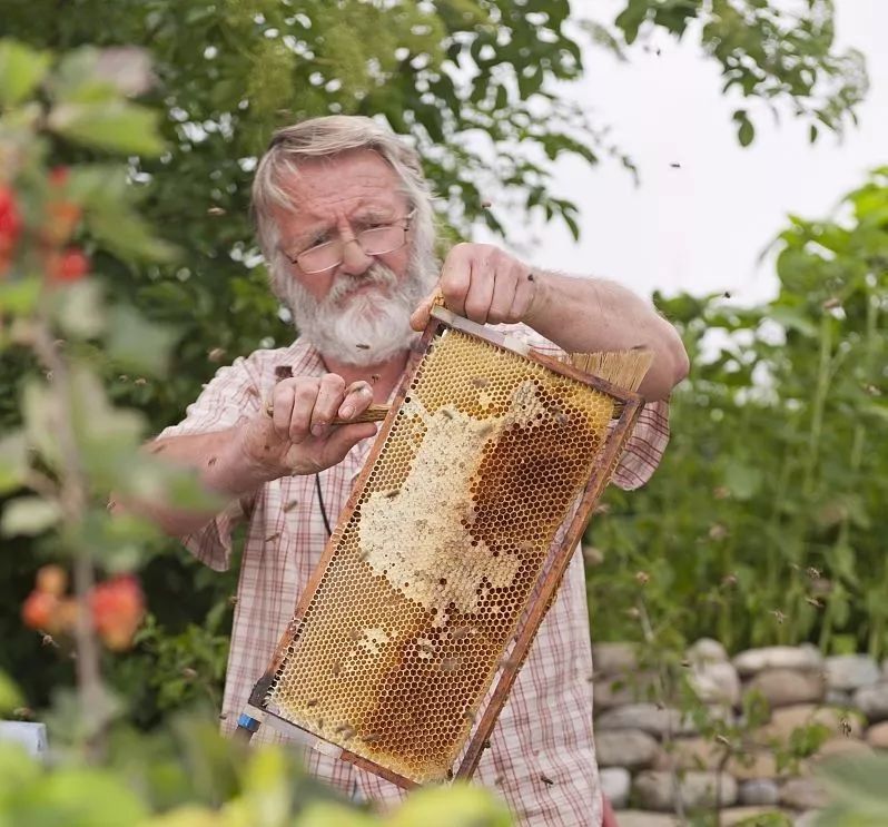 长寿职业里为何养蜂人排名第一