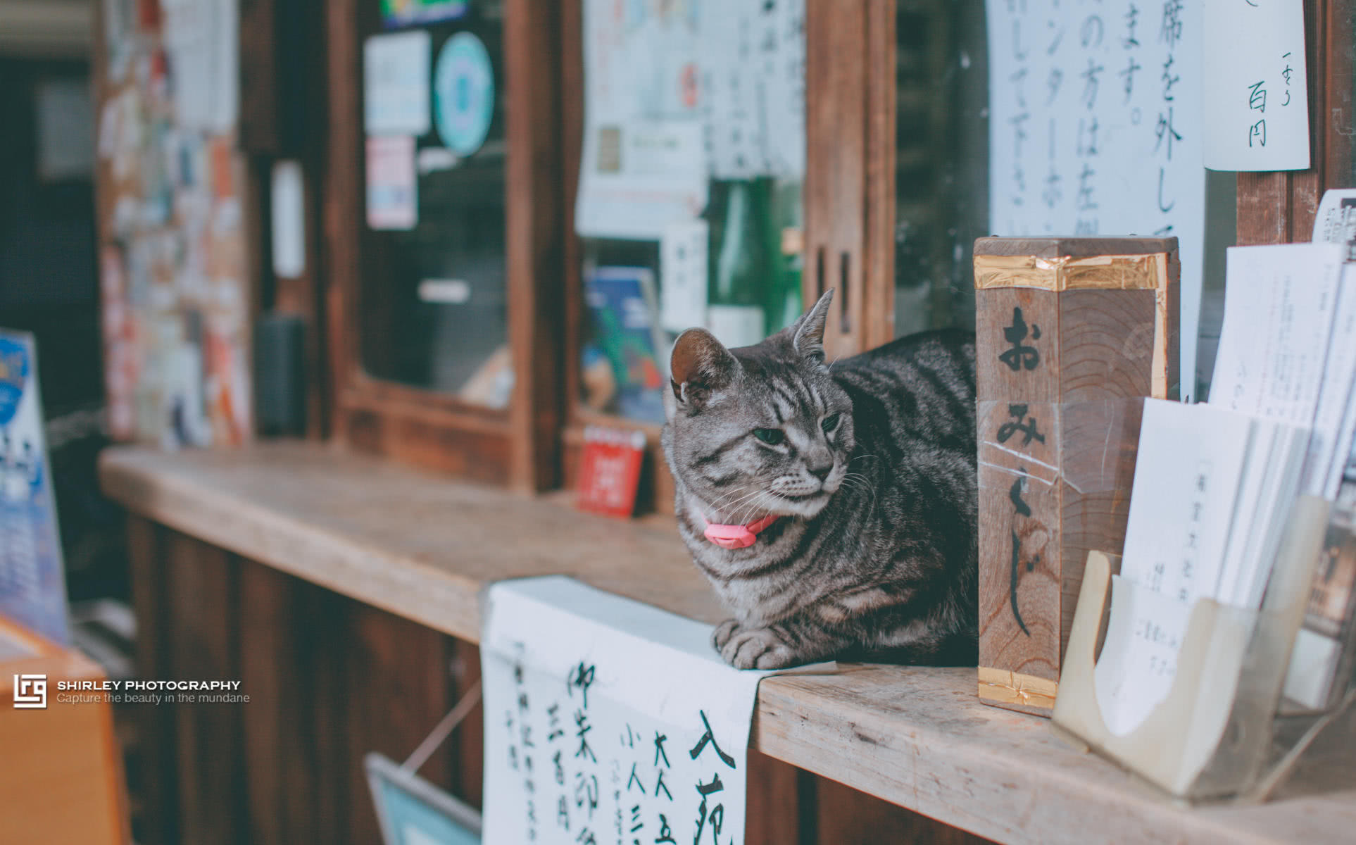 深度游 继猫站长猫掌柜之后 京都这个神社也被猫咪 霸占 了