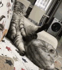 猫咪想伸伸腿,可是怕打扰睡着的同伴