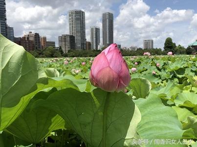 上野公园不忍池的荷花盛开 这么美的荷花免费欣赏