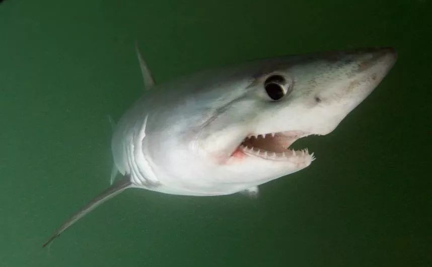 英文名:porbeagle,porbeagle shark,msckerel shark分布:广泛分布于