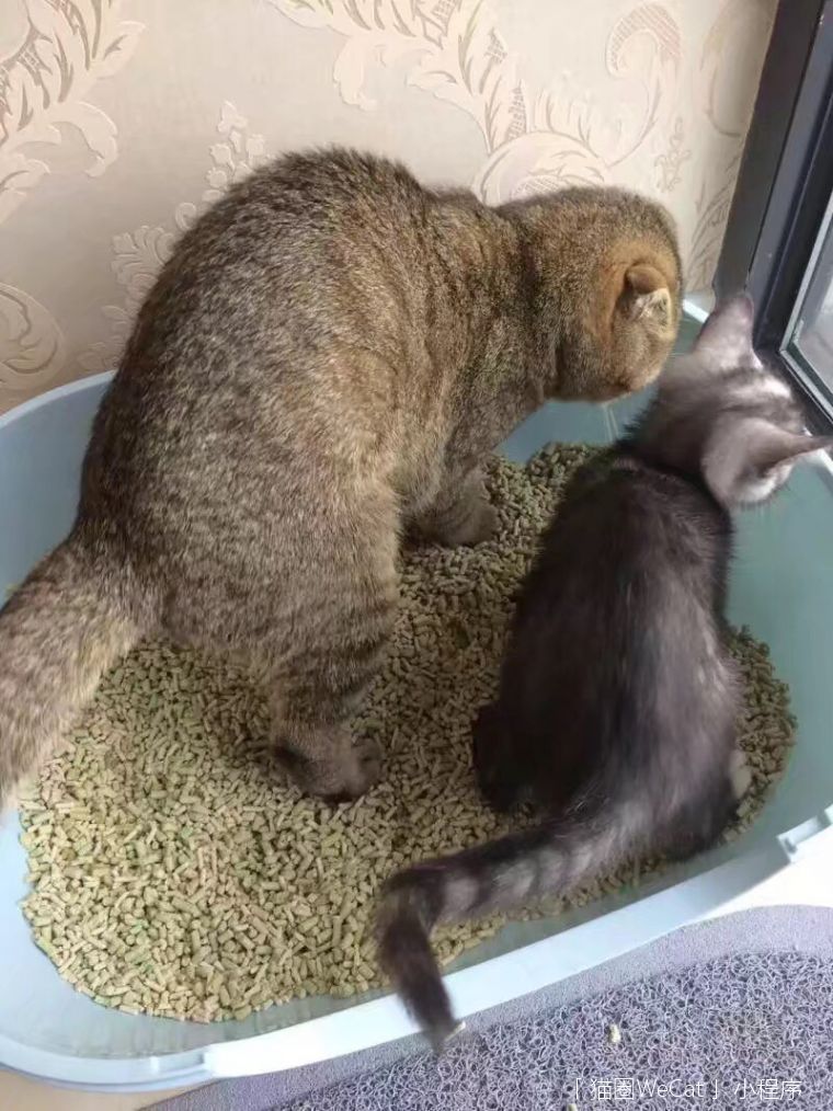 原來貓拉屎的樣子可以這麼猥瑣貓圈話題