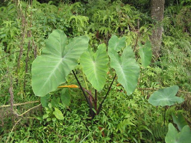 河邊這種野生物形似芋頭30年前一見就挖掉現在卻價值不菲