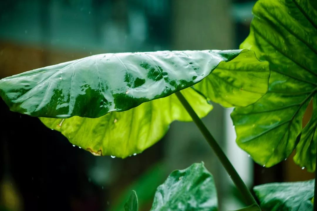 十首夏雨詩詞原來夏雨這麼美