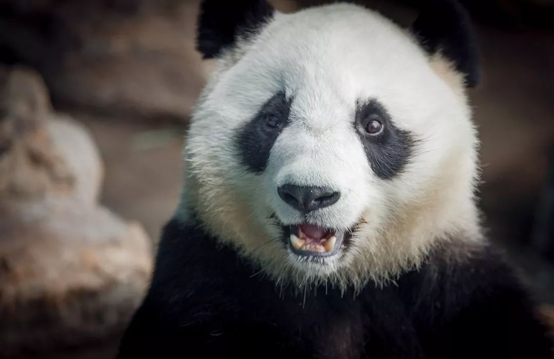 游新鲜丨奇妙动物园里大熊猫居然是个近视眼?