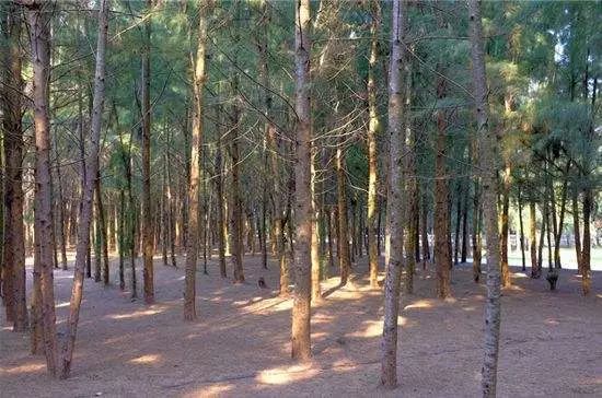 竹节树园林用途图片