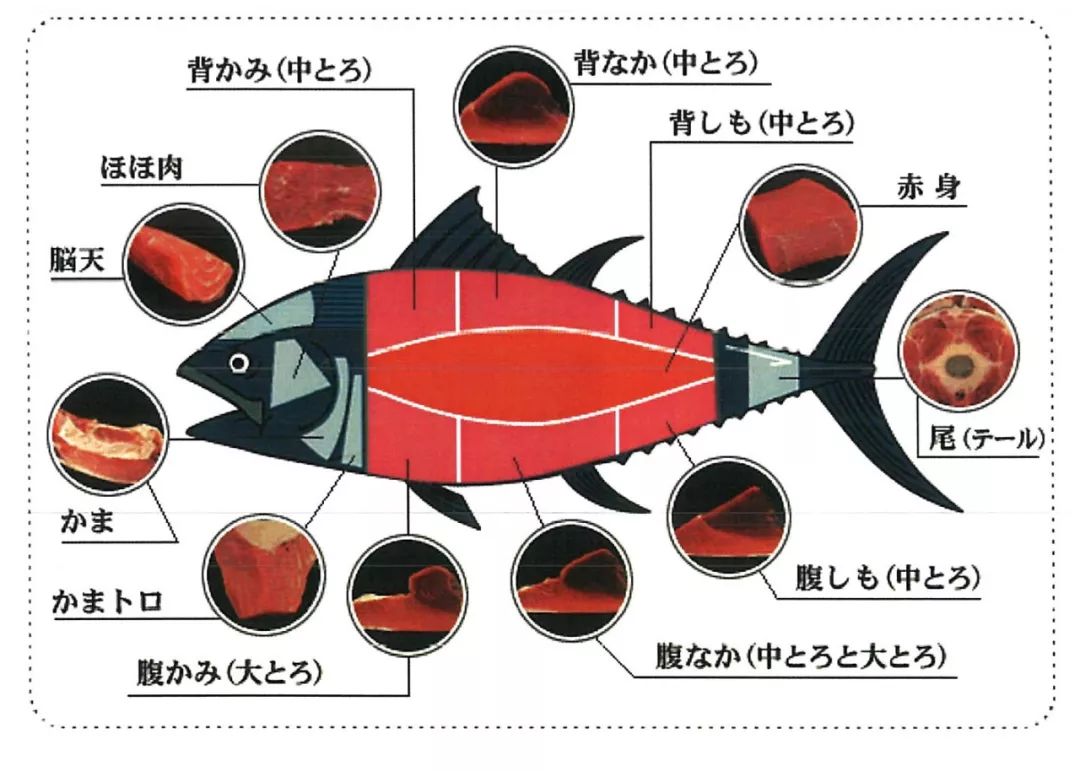 日本金鱼品种图解图片
