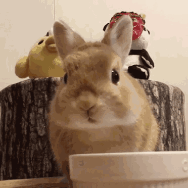 兔子洗脸gif图片