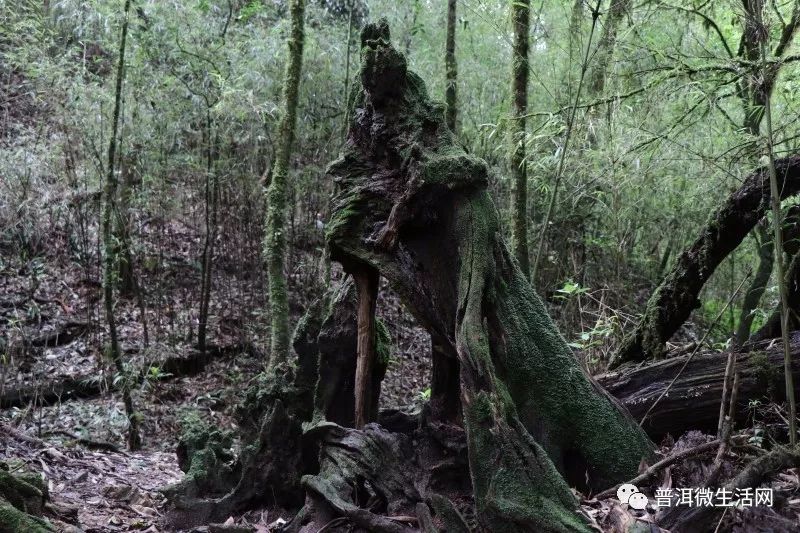中国最恐怖的原始森林图片