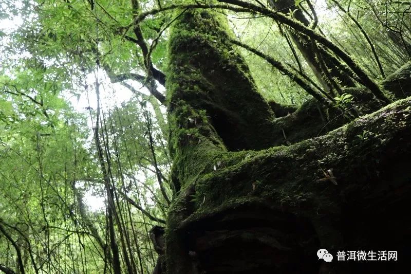 鎮沅千家寨原始森林一處未被開發的淨土你不想來探秘