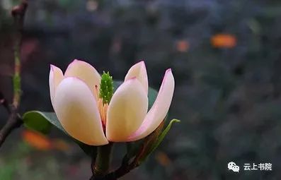 【雲上書院】八月,閒看庭前花開花落