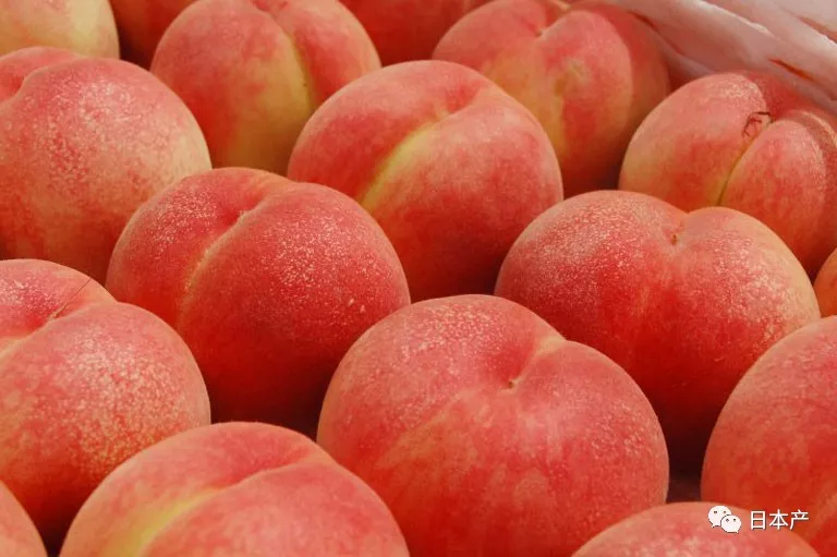 日本福岛产桃子熟了国内与出口齐上市泰国成福岛桃子的最大出口目的地