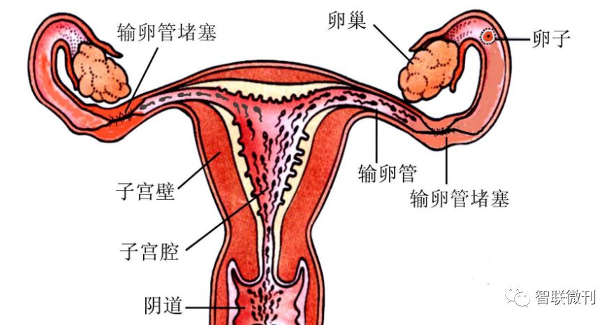 子宫生理结构示意图图图片