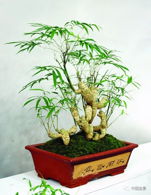 竹子盆景欣赏及其矮化技巧